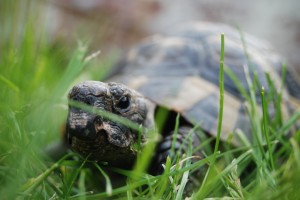 Sherman the Tortoise 300x200 - North East Business Coaching, Networking, Events and Photography Offer!