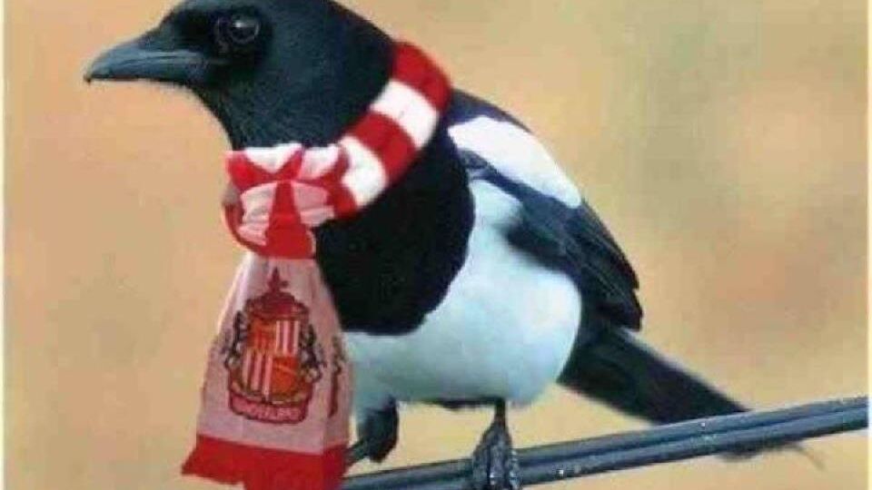 SAFC Magpie