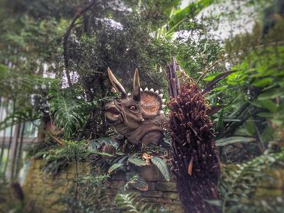 A Triceratops sneaking a peek at the Sunderland Museum Winter Gardens