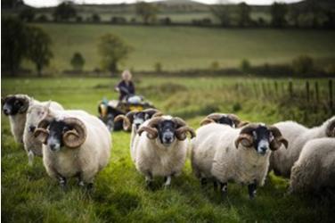 ingram-valley-northumberland-farm